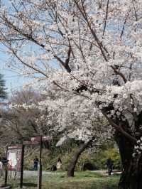 Tokyo's Cherry Blossom Heaven: Shukugawara 🌸✨