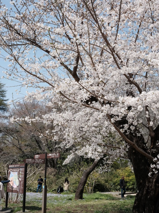 Tokyo's Cherry Blossom Heaven: Shukugawara 🌸✨