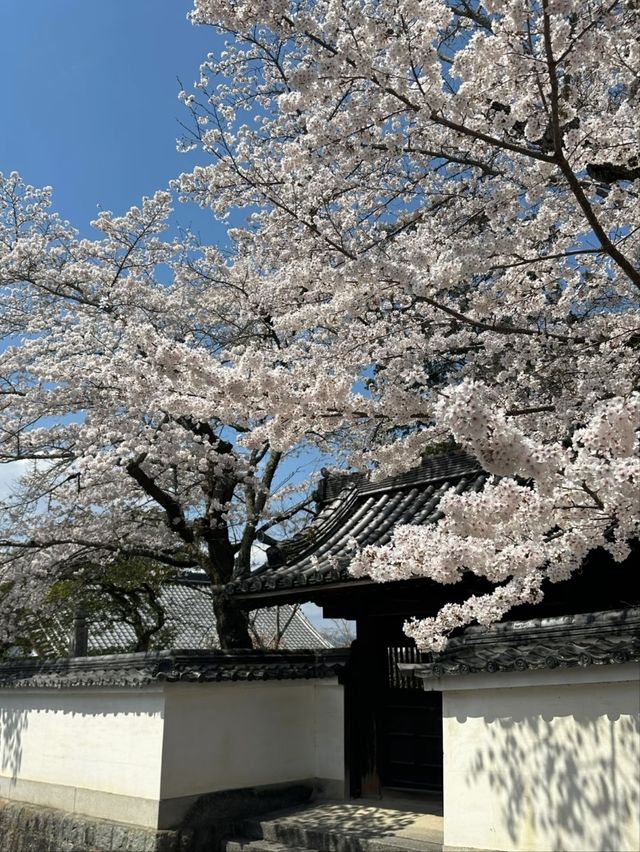 Philosopher’s Path Cherry Blossoms – Kyoto’s Most Poetic Walk