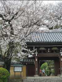 Weikouzan Houmeiji Temple - A Hidden Cherry Blossom Experience in Ikebukuro 🌸