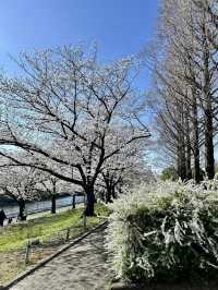 荒子川公園-綿延不斷的櫻花樹，形成了一條壯觀的櫻花道