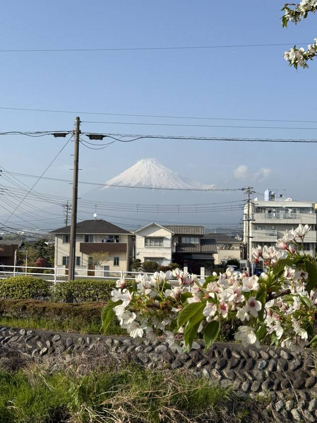 Majestic mountain 🏔️- Fuji in Spring 🌸🩷