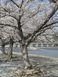 พิกัดมุมถ่ายรูปสะพาน Togetsukyō แบบปังๆ 🌸