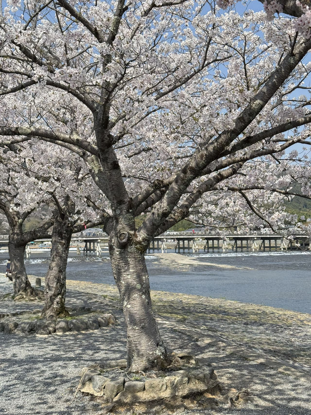 พิกัดมุมถ่ายรูปสะพาน Togetsukyō แบบปังๆ 🌸