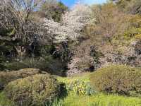 小石川植物園，東京大學附屬的賞櫻秘境