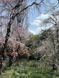 "Petals in the Wind: Japan’s Enchanted Sakura Season"
