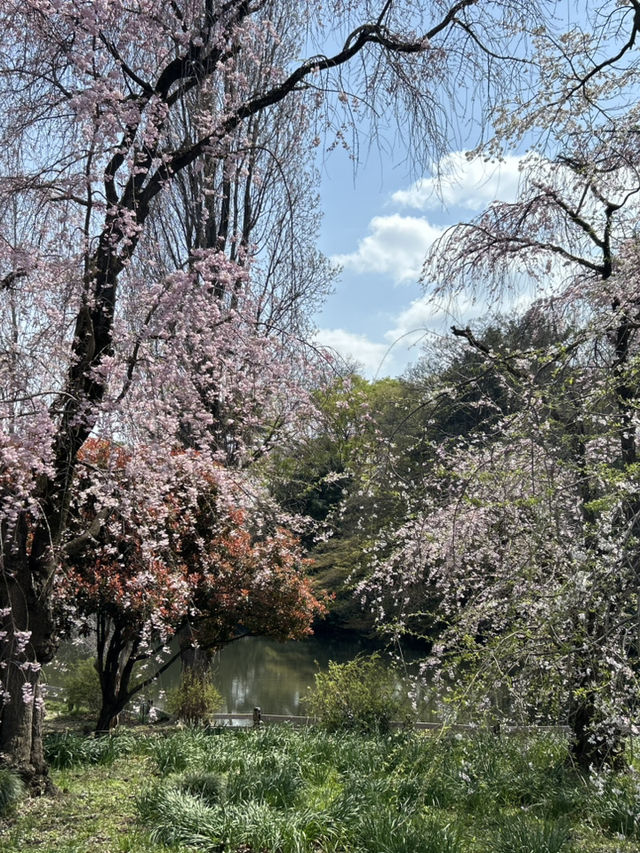 "Petals in the Wind: Japan’s Enchanted Sakura Season"