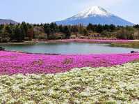 Fuji Five Lakes Cherry Blossoms: Where Sakura Meets Japan’s Iconic Mountain