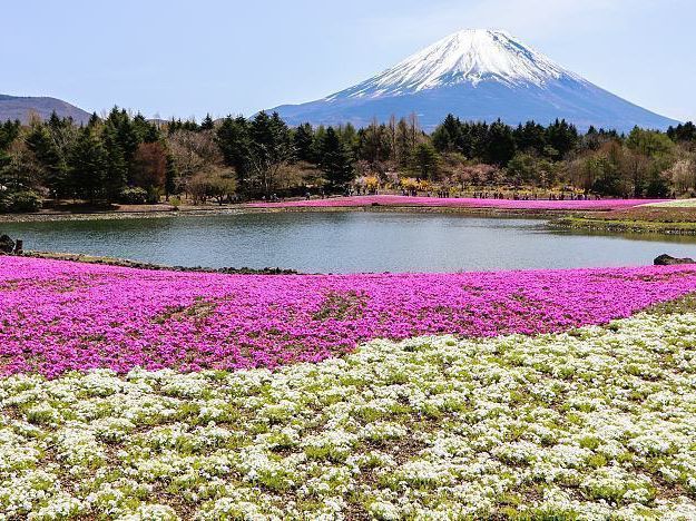 Fuji Five Lakes Cherry Blossoms: Where Sakura Meets Japan’s Iconic Mountain