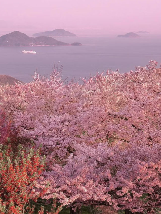Hidden Blossom Sanctuary: Ziyun Chushan in Kagawa