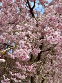 Petals in the Sky: Love and Blossoms at Tenjozan Park