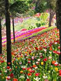 Pinnacle Land: A Tulip Heaven