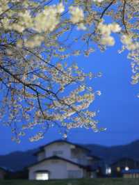 🌸Cherry Blossom Chase｜Sakura Blizzard in Kitakami Tenshōchi🌸