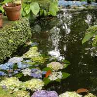 【鎌倉】鎌倉の紫陽花 有名スポット長谷寺
