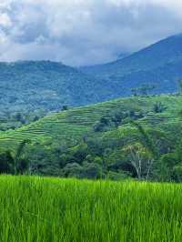 Exploring Flores’ Majestic Rice Fields and the Spider Web Fields