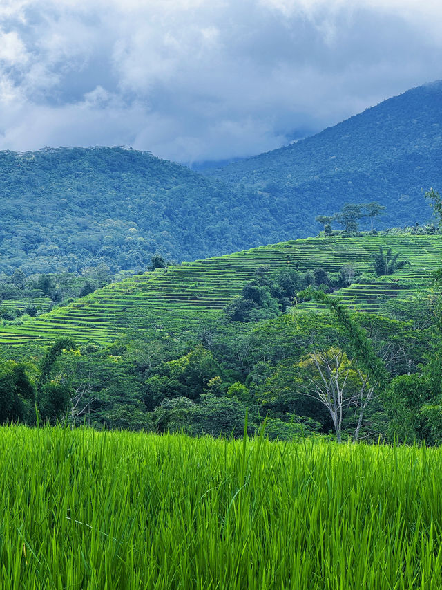 Exploring Flores’ Majestic Rice Fields and the Spider Web Fields