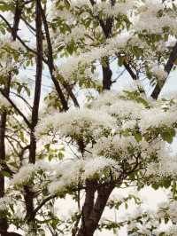 Seize the White Bloom: Your Late April Floral Journey 