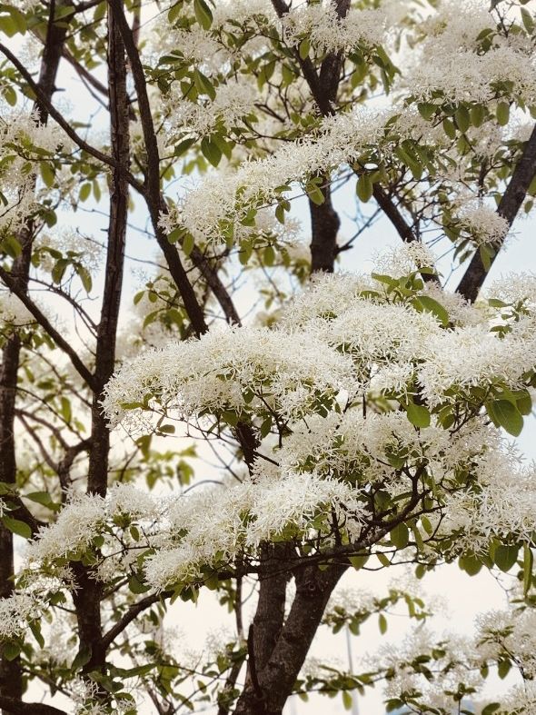 Seize the White Bloom: Your Late April Floral Journey 