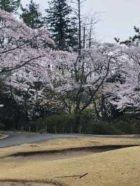 來日本 選對季節 處處是櫻花