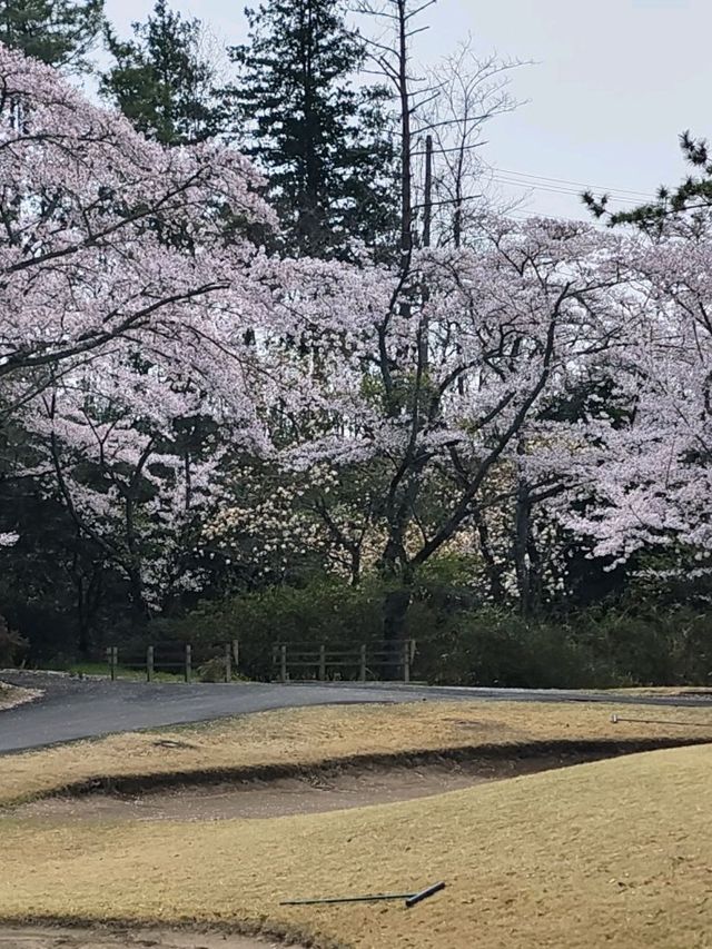 來日本 選對季節 處處是櫻花