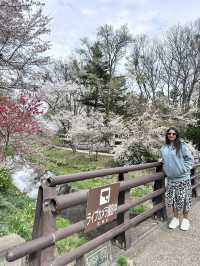 Mount Fuji Magic: Sakura, Serenity, and Stunning Views