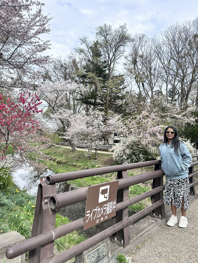 Mount Fuji Magic: Sakura, Serenity, and Stunning Views