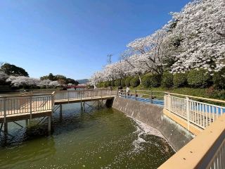 Asakura City's Amagi Park: A Hidden Gem for Cherry Blossom Viewing