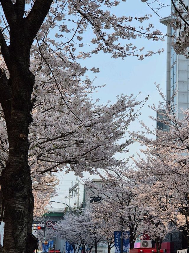 Chasing Cherry Blossoms: A Spring to Remember in Korea (2025)