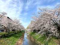 Cherry Blossom Wonderland Along the Shingashi River