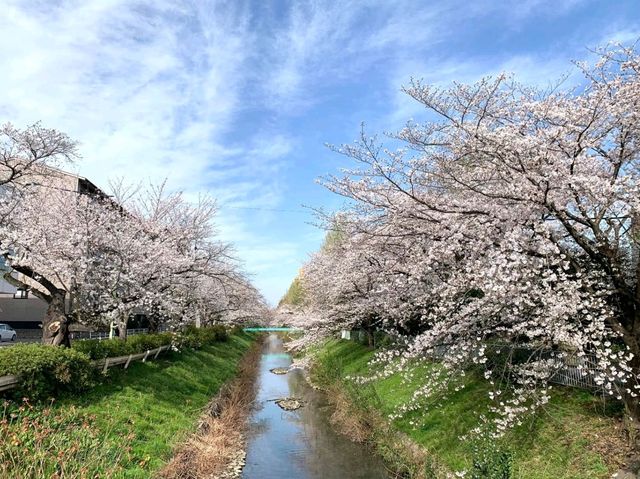 Cherry Blossom Wonderland Along the Shingashi River