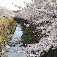 Sakura Dreams Along Yamazaki River