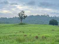 เขตรักษาพันธุ์สัตว์ป่าภูเขียว