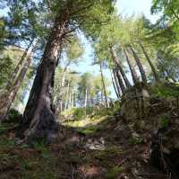 McWay Falls – Big Sur, CA