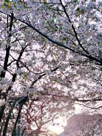 Springtime Cherry Blossoms at Seoul's Samseong Stone Village Park 🌸🌷
