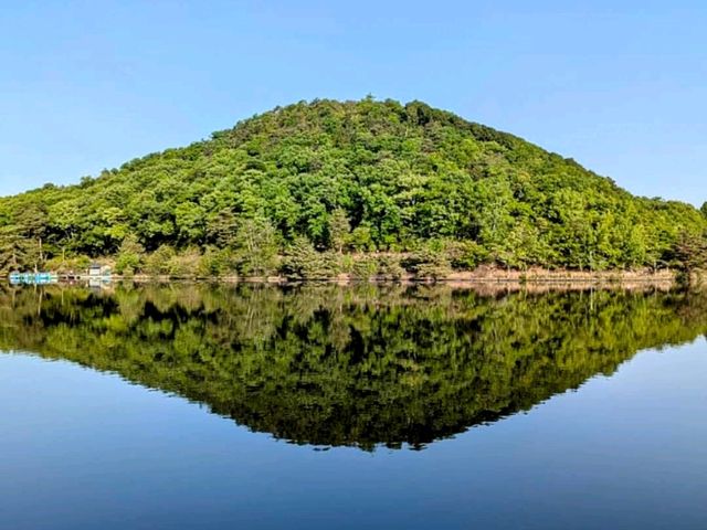 寶池公園櫻之林，京都本地人熱門的賞櫻景點