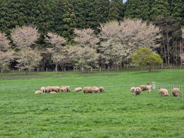 小岩井大満喫☆