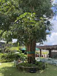 Livingstone Holyground 