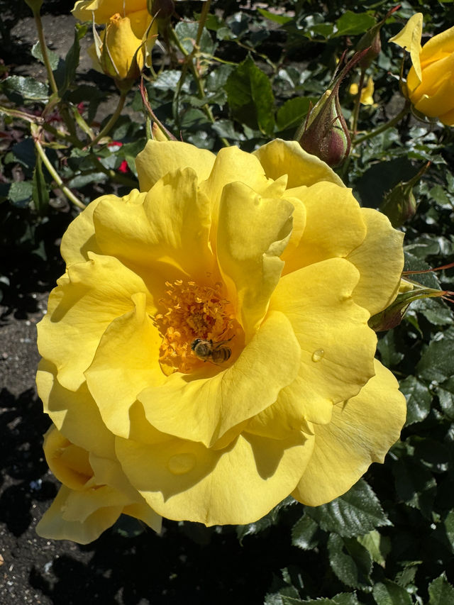🌹 샌디에고 Musineffle Rose Garden, 장미의 향연!