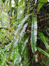 เส้นทางศึกษาธรรมชาติ กิ่วแม่ปาน - ดอยอินทนนท์