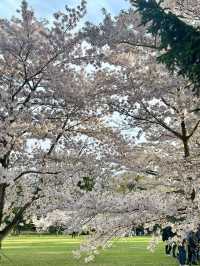 櫻花與湖畔的輕柔春風：札幌中島公園的櫻花情懷🌸