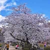 福岡舞鶴公園賞櫻去