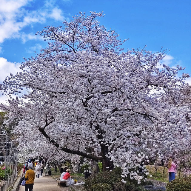 福岡舞鶴公園賞櫻去