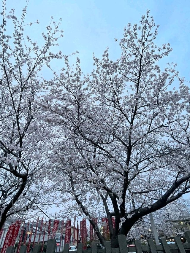 Chillin’ Under the Blossoms