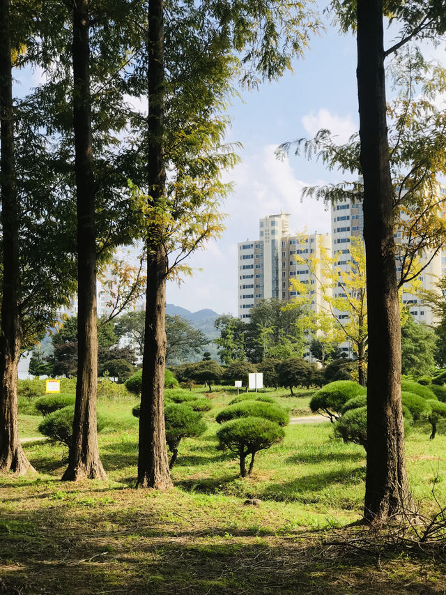 대전 복수동 힐링 산책 코스 추천! 메타세쿼이아길