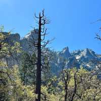 🏔️ Escape to Yosemite: A Breathtaking Day Trip from San Francisco! 🏞️