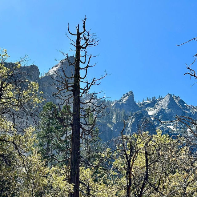 🏔️ Escape to Yosemite: A Breathtaking Day Trip from San Francisco! 🏞️