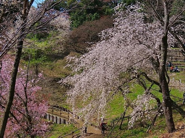 Cherry Blossoms Without the Chaos
