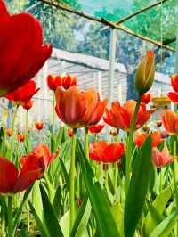 Tulip Garden, Rajshahi – A Burst of Colour in Northern Bangladesh