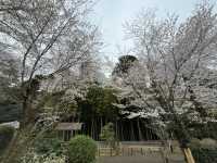 🌸【雨中偕樂園．櫻花靜賞漫旅】探訪日本三大名園之一｜水戶最值得造訪的春日秘境