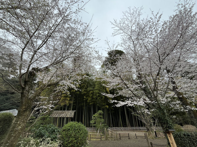 🌸【雨中偕樂園．櫻花靜賞漫旅】探訪日本三大名園之一｜水戶最值得造訪的春日秘境